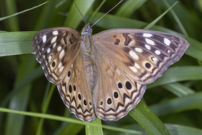 Tawny Emperor Butterfly April 2023